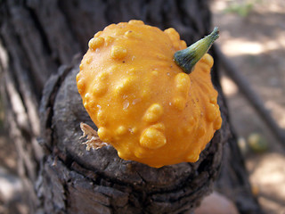 Image showing pumpkin