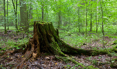 Image showing Partly declined stump in front of deciduous trees