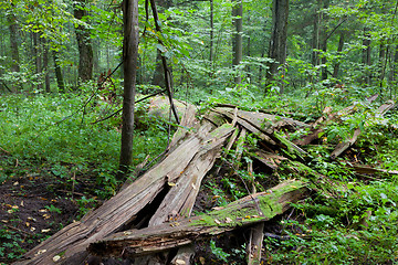 Image showing Broken spruce tree lying almost declined