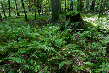 Image showing Ferns and old spruce tree stump in summertime forest