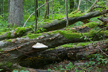 Image showing Broken old hornbeam tree with polypore fungus