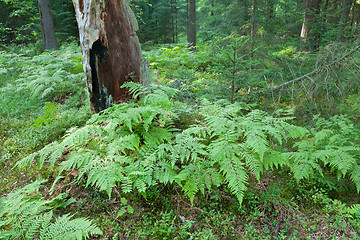 Image showing Eagle Ferns and old spruce tree stump in summertime forest