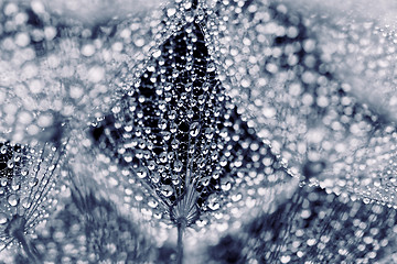 Image showing Plant seeds with water drops