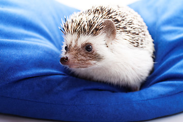 Image showing Cute hedgehog