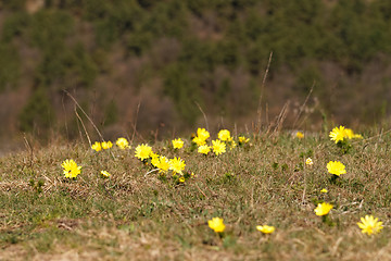 Image showing Yellow flower