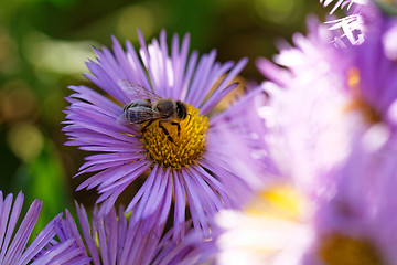 Image showing Bee on the flower