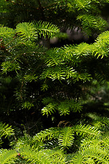 Image showing Fir tree