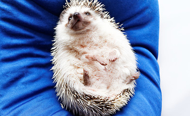 Image showing Cute hedgehog