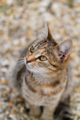 Image showing Brown cat