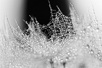 Image showing Plant seeds with water drops