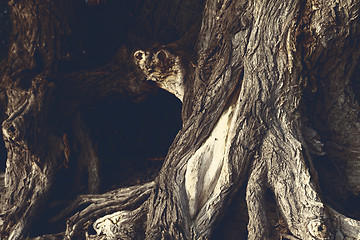 Image showing Tree root