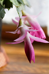 Image showing Christmas cactus