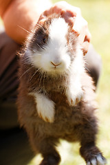 Image showing Bunny rabbit