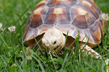 Image showing African Spurred Tortoise