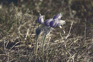 Image showing Purple flower