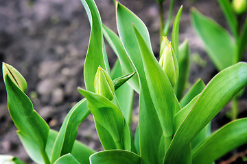 Image showing Buds and green leaves tulips