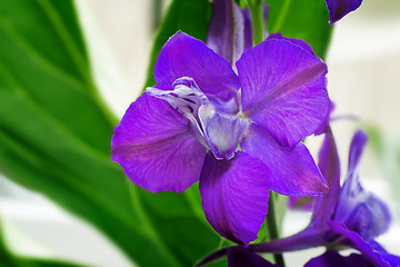 Image showing Beautiful flower with purple petals closeup.