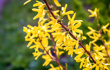 Image showing A branch of a blossoming in the garden forsythia .g