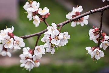 Image showing Branch of a blossoming apricot tree.