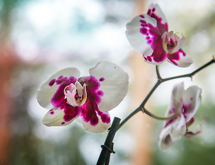 Image showing A branch of a blossoming Orchid.