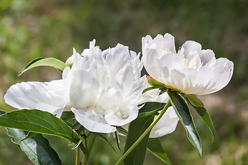 Image showing Blossoming white peony among green leaves