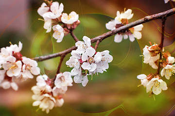 Image showing Branch of a blossoming apricot tree.