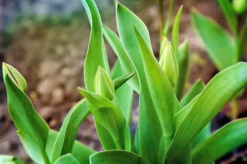 Image showing Buds and green leaves tulips