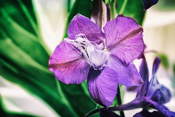 Image showing Beautiful flower with purple petals closeup.