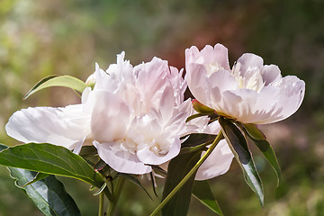 Image showing Blossoming white peony among green leaves