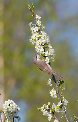 Image showing Llesser whitethroat (Sylvia curruca) and flowering fruit tree