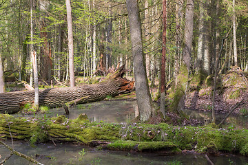 Image showing Spring landscape of old forest and broken trees