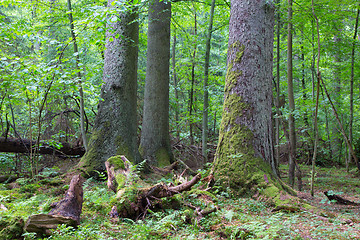 Image showing Group of old spruces inside deciduous stand