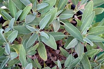 Image showing Garden sage plant leaves