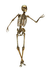 Image showing 3D Illustration Human Skeleton on White