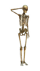 Image showing 3D Illustration Human Skeleton on White