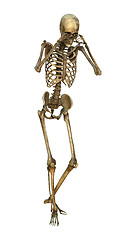 Image showing 3D Illustration Human Skeleton on White