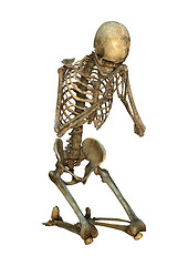 Image showing 3D Illustration Human Skeleton on White