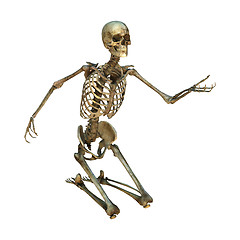 Image showing 3D Illustration Human Skeleton on White