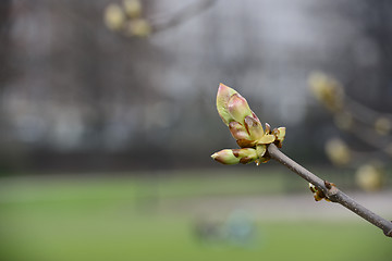 Image showing chestnut bud on a branch