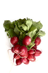 Image showing bunch of fresh radish on a neutral background  