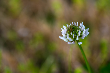 Image showing White clover (Trifolium repens, var. repens)