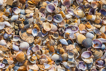 Image showing Background of multicolored small seashells