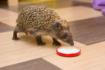 Image showing Hedgehog climbed into the house and found a cap with milk