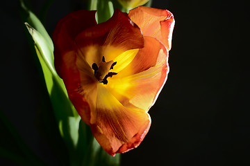 Image showing blown red tulip