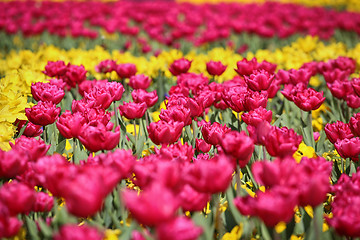 Image showing Spring meadow with pink and yellow tulips