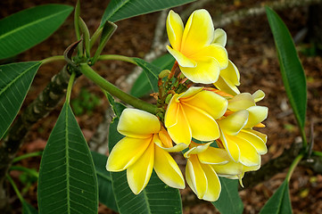 Image showing yellow tropical plumeria flowers in bloom