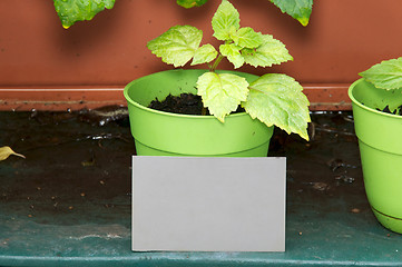 Image showing grey card photographing plants