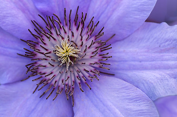 Image showing Clematis