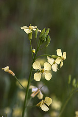 Image showing field mustard