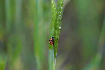 Image showing Ladybug